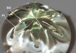 New 3D stretchable electronics can advance organ-on-chip technology
