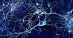 Mathematical theory predicts self-organized learning in real neurons