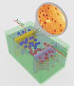 Anode Models for Green Hydrogen Production