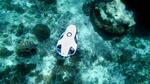 Under the sea: Can solar-powered underwater vehicles help us better understand our oceans?