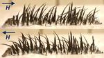 Researchers Show It’s Possible to Teach Old Magnetic Cilia New Tricks