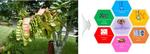 Going Beyond Plastic: Chung-Ang University Team Explores Tara Gum as a Green Polymer